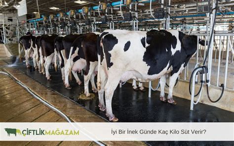 Bir hollanda ineği günde kaç kilo süt verir